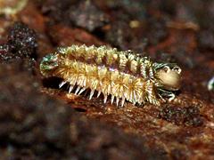 Bristly Millipede